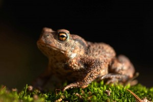 toad