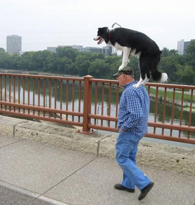 Dog 