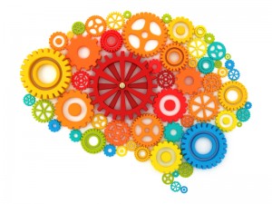 The Human Brain