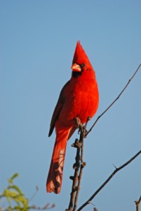lsat cardinal rule